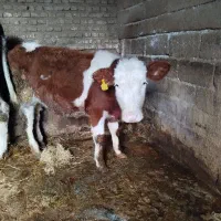 گوساله ماده سیمیتال