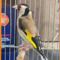 سهره کرمانی|پرنده|نیشابور, مازول|دیوار