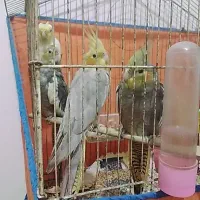 فروش جوجه عروس هلندی