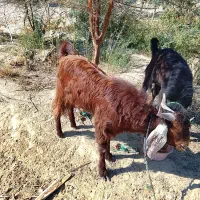 بزهای خوب فروشی (تروشت)|حیوانات مزرعه|پلان, |دیوار