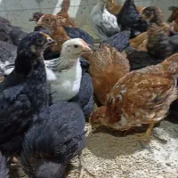 جوجه ۹۰ روزه فقط ۲۴۵