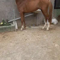 بسیار نریان عرب خوشگل و آروم