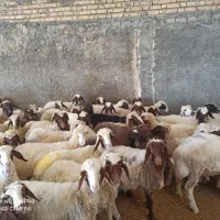 بره ماده داشتی|حیوانات مزرعه|ماهیدشت, |دیوار
