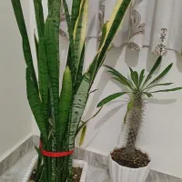 گل آپارتمانی|گل و گیاه طبیعی|فردیس, شهرک ارم|دیوار