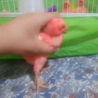 جوجه رنگی .|حیوانات مزرعه|نیشابور, بنیاد شهید|دیوار