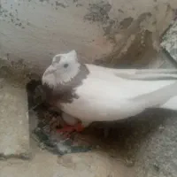 کفتر دسته 9 تای طوقی همه هوایی|پرنده|شیراز, آبیاری|دیوار