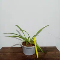 حراج|حراج|یاسوج, |دیوار