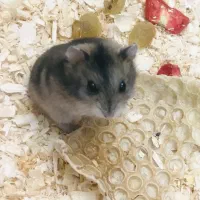 همستر سنجابی|موش و خرگوش|شیراز, زرهی|دیوار