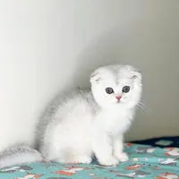 واگذاری رایگان اسکاتیش