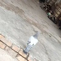 کبوتر|پرنده|دزفول, |دیوار