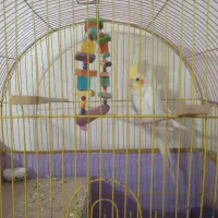 عروس هلندی،لوتینو،نر،همراه با تمام وسایل