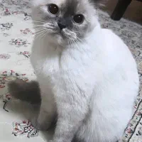 گربه