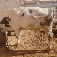 گوساله ماده قرمز سمینتال و جوانه هلشتاین|حیوانات مزرعه|هلالی, |دیوار