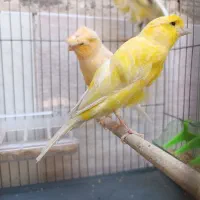 قناری رنگ روشن بلند