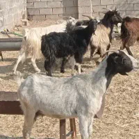 بز داشتی ابستن