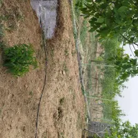 باغ کشاورزی اطراف پل زمانخان|فروش دفتر صنعتی، کشاورزی، تجاری|شاهین‌شهر, شهرک امام علی|دیوار