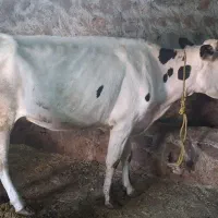 گاو هلشتاین شیری