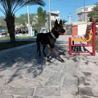 ژرمن مالیونز بلاک نر