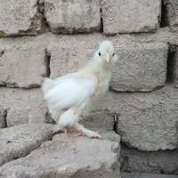 جوجه مرغ و خروس سلطان و ماشینی و سبرایت بوف