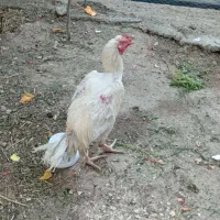 خروس لاری
