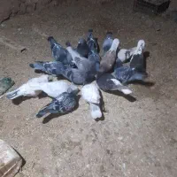 کبوتر|پرنده|مشکان, |دیوار