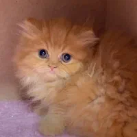 بریتیش گارفیلدی لانگ هیر|گربه|رشت, چله خانه|دیوار