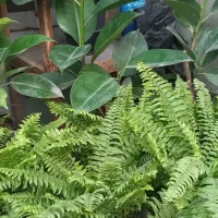 گل و گیاه آپارتمانی