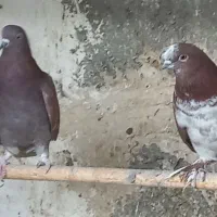 کبوترپرشی|پرنده|قم, زینبیه|دیوار