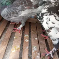 کفتر نر و ماده