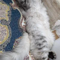 گربه نژاد دار نره ماده پشمالو|گربه|گنبد کاووس, |دیوار