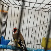 سهره گم شده|حیوانات|ملایر, |دیوار