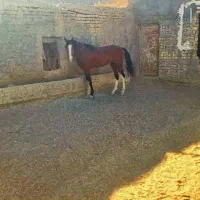 اسب نریان پنج ساله