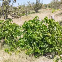 باغ-زیبای-قطره-ای-در-اهر