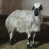 کوسفندنر|حیوانات مزرعه|باروق, |دیوار