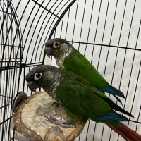 طوطی گرینچیک جفت  دستی