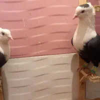 کلاغ کربلایی کاکلی