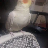 عروس هلندی نر|پرنده|زبرخان, |دیوار