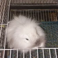 واگذاری خرگوش هلندی