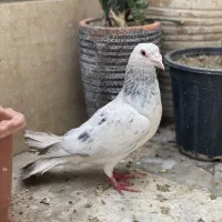 کفتر سار.ساده