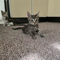 واگذاری گربه نر  dsh رایگان