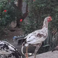 فروش جوجه لاری|حیوانات مزرعه|ارزوئیه, |دیوار