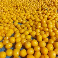 فروش گردو الو کشمش و بادام بوانات|خوردنی و آشامیدنی|شیراز, شهرک بهار|دیوار