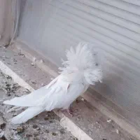 کبوتر شامپیون و سفید کاکلی پرشی|پرنده|کاشان, راوند|دیوار