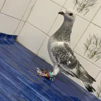 سلام. شامی و سوسکی سبز موقعیت کاشمر