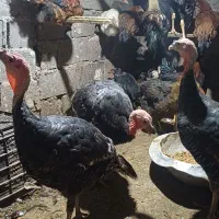 بوقلمون