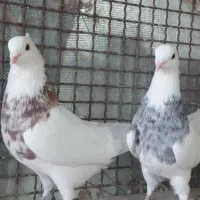 طوقی|پرنده|مبارکه, |دیوار