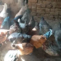 باسلام بیستا مرغ و خروس یکساله تخمی|حیوانات مزرعه|تربتحیدریه, پائین ولایت|دیوار