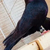 نر آبادانی واکسی پشته صرب فوق درشت وکشیده|پرنده|اهواز, شهرک برق|دیوار