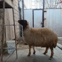 یک عدد شک دو شیره آبستن