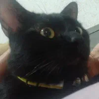 واگذاری به یه سرپرست مهربان و دلسوز